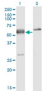 SFRS6 Monoclonal Antibody (5G6)