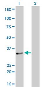 SFRS10 Monoclonal Antibody (7A1)