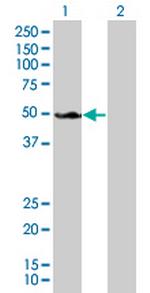 SH3GL1 Polyclonal Antibody, MaxPab™