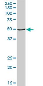 SHMT1 Antibody in Western Blot (WB)