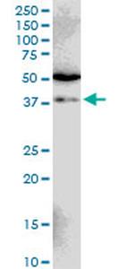 SIAH1 Monoclonal Antibody (2C5)