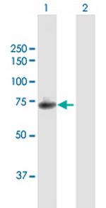 SLC3A2 Antibody in Western Blot (WB)