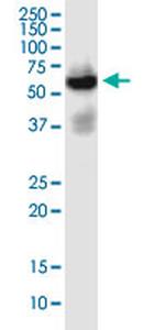 SLC22A2 Monoclonal Antibody (1E3)