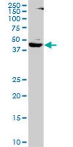 SMARCB1 Antibody in Western Blot (WB)