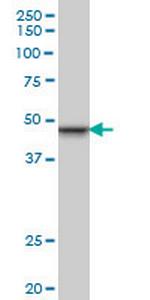 SMARCB1 Antibody in Western Blot (WB)