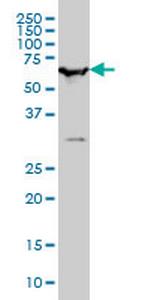SMARCD2 Monoclonal Antibody (2F7)