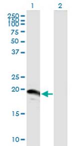 SUMO3 Polyclonal Antibody, MaxPab™