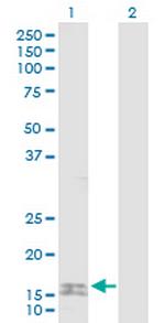 SUMO2 Polyclonal Antibody, MaxPab™