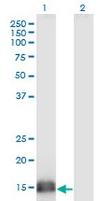 SUMO2 Monoclonal Antibody (2H8)