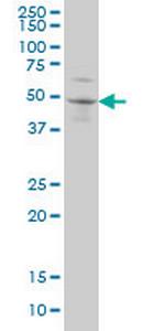 SOX3 Monoclonal Antibody (1F2)