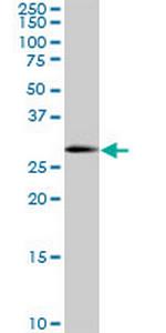 SOX15 Monoclonal Antibody (2C1)