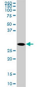 SOX15 Monoclonal Antibody (1B3)