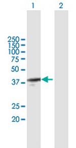 SOX12 Polyclonal Antibody, MaxPab™