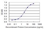 SOX12 Monoclonal Antibody (2A6)
