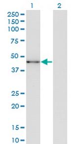 SOX12 Monoclonal Antibody (4A7)