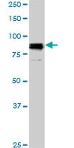 SP1 Antibody in Western Blot (WB)