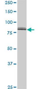 SP1 Antibody in Western Blot (WB)