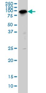 SP1 Antibody in Western Blot (WB)