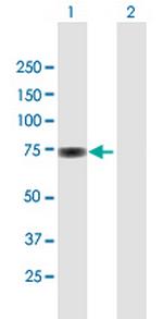 SP100 Polyclonal Antibody, MaxPab™