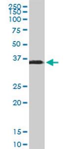 SPARC Antibody in Western Blot (WB)