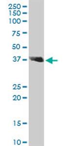 SPARC Antibody in Western Blot (WB)