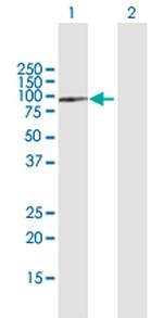 SPG7 Polyclonal Antibody, MaxPab™