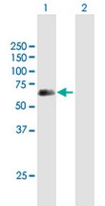 SPINT1 Polyclonal Antibody, MaxPab™