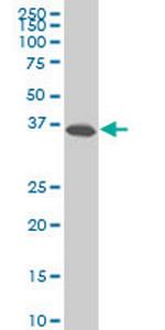SPP1 Monoclonal Antibody (1D4)