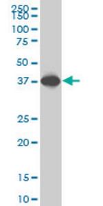 SPP1 Monoclonal Antibody (3B11)