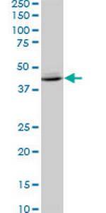 SPP1 Monoclonal Antibody (2D12)