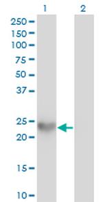 SPRR3 Antibody in Western Blot (WB)
