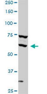 SREBF1 Monoclonal Antibody (4B10)