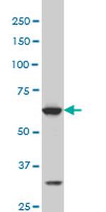 SREBF1 Monoclonal Antibody (4C11)