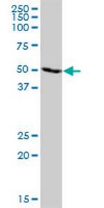 TRIM21 Polyclonal Antibody, MaxPab™