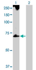 TROVE2 Polyclonal Antibody, MaxPab™