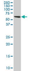 TROVE2 Monoclonal Antibody (2B4)