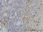 SSR1 Monoclonal Antibody (1C11)