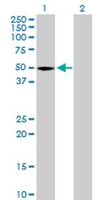 STAC Polyclonal Antibody, MaxPab™