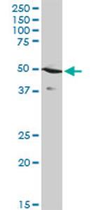 STAC Antibody in Western Blot (WB)