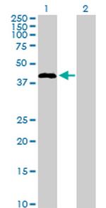 STAC Polyclonal Antibody, MaxPab™