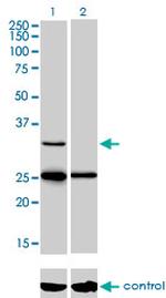STAR Monoclonal Antibody (5F9)
