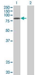 STAT4 Polyclonal Antibody, MaxPab™