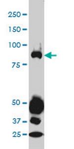 STAT4 Monoclonal Antibody (1C2-1C12)