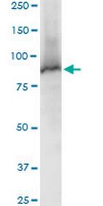 STAT5A Polyclonal Antibody, MaxPab™