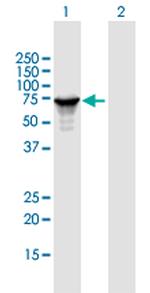 STAU1 Polyclonal Antibody, MaxPab™