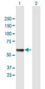 HSPA13 Polyclonal Antibody, MaxPab™