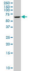 STK3 Monoclonal Antibody (1B3)