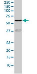 STK4 Monoclonal Antibody (1D7-8A10)