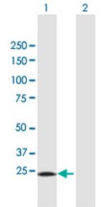 STX1A Polyclonal Antibody, MaxPab™
