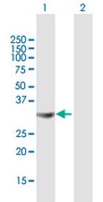 STX4A Polyclonal Antibody, MaxPab™